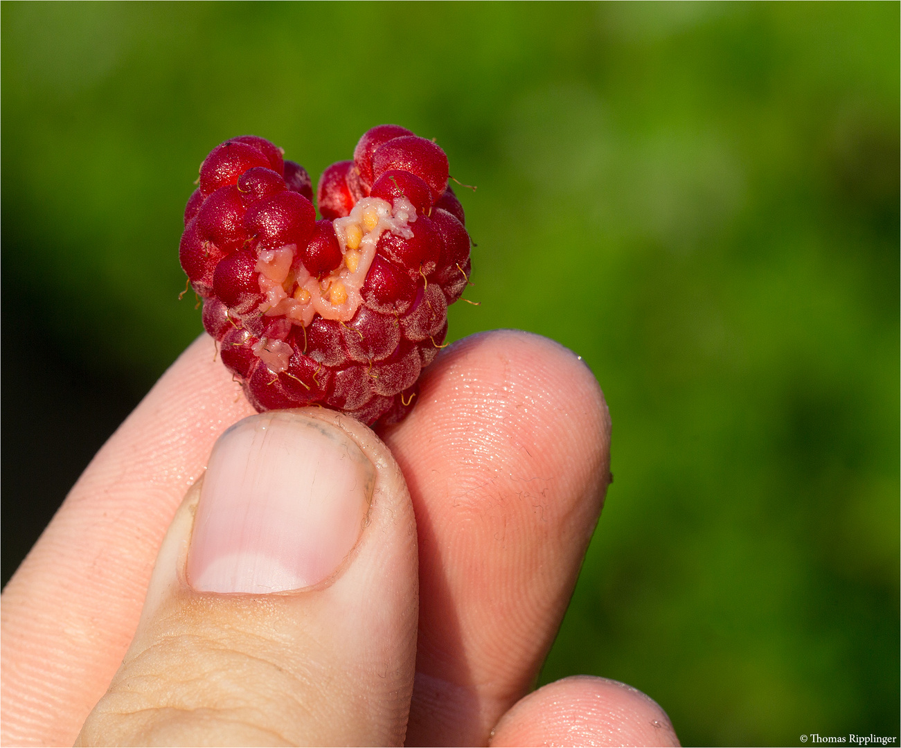 Himbeere (Rubus idaeus) mit Wasserschaden 5131