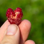 Himbeere (Rubus idaeus) mit Wasserschaden 5131