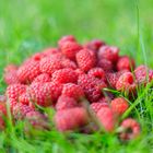 Himbeeren