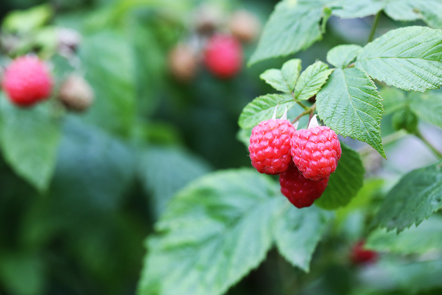 Himbeeren-1