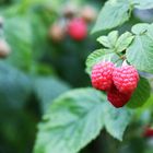 Himbeeren-1