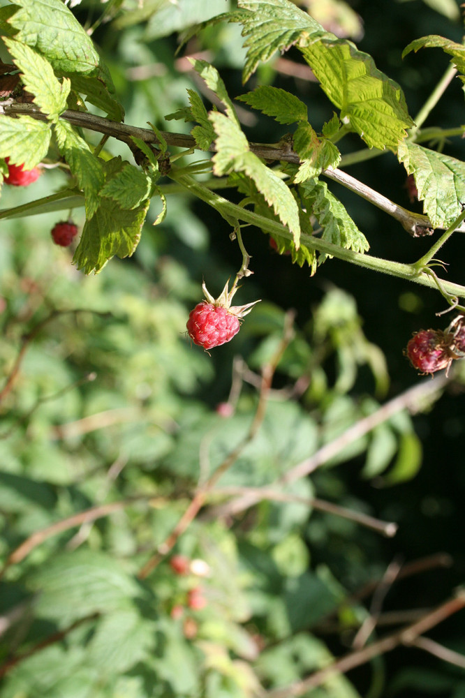 Himbeeren