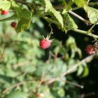 Himbeeren