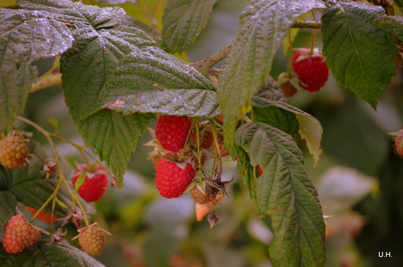 Himbeeren