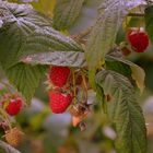 Himbeeren