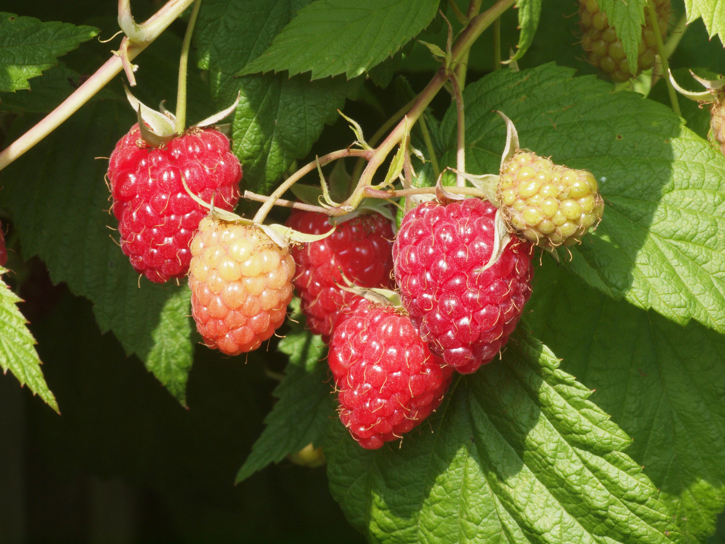 Himbeeren