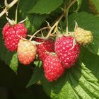 Himbeeren