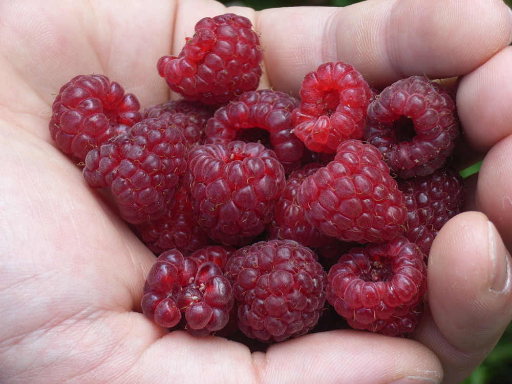 Himbeeren