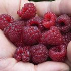 Himbeeren