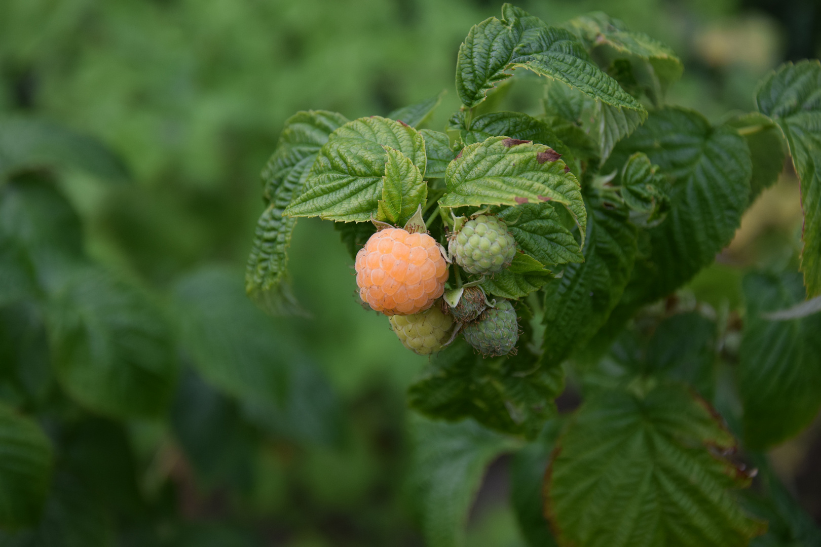 Himbeeren