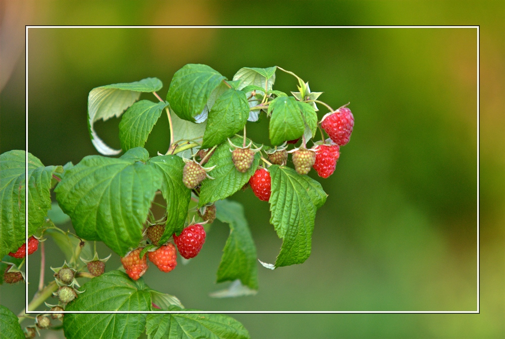 Himbeeren