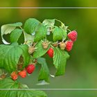 Himbeeren