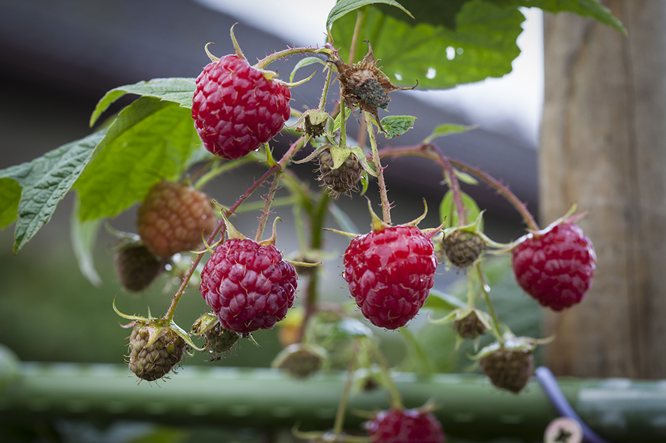 Himbeeren