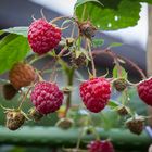 Himbeeren