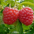 Himbeeren