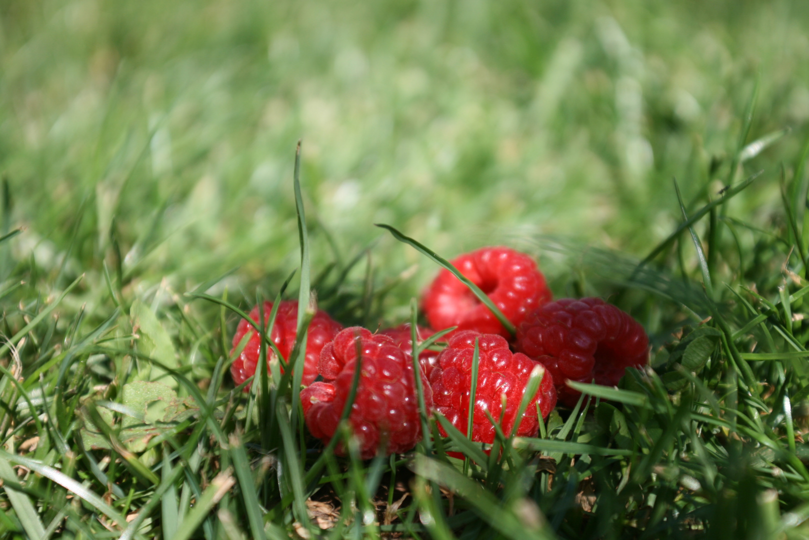 Himbeeren