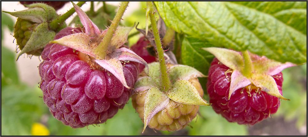 Himbeeren