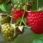 Himbeeren ...