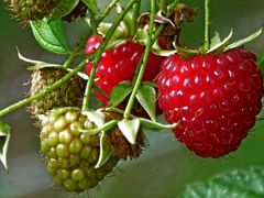 Himbeeren ...