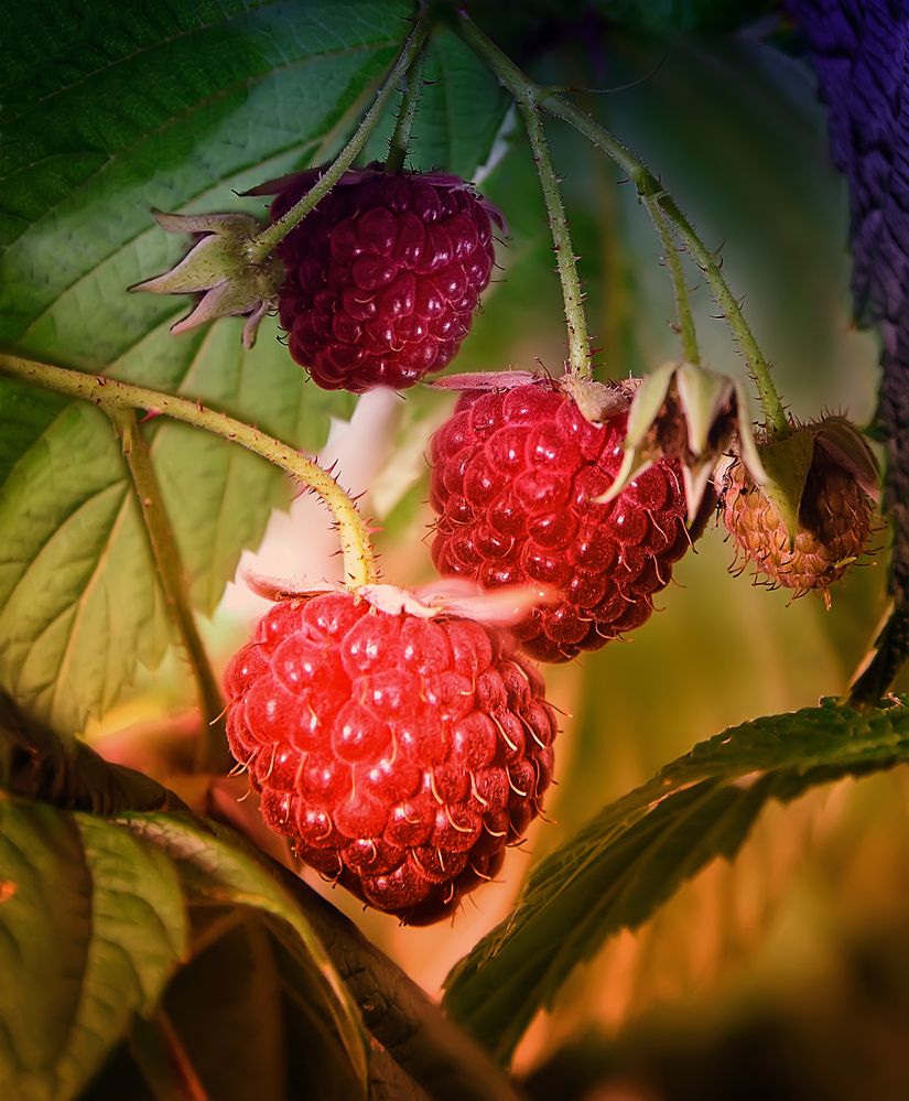 Himbeeren.