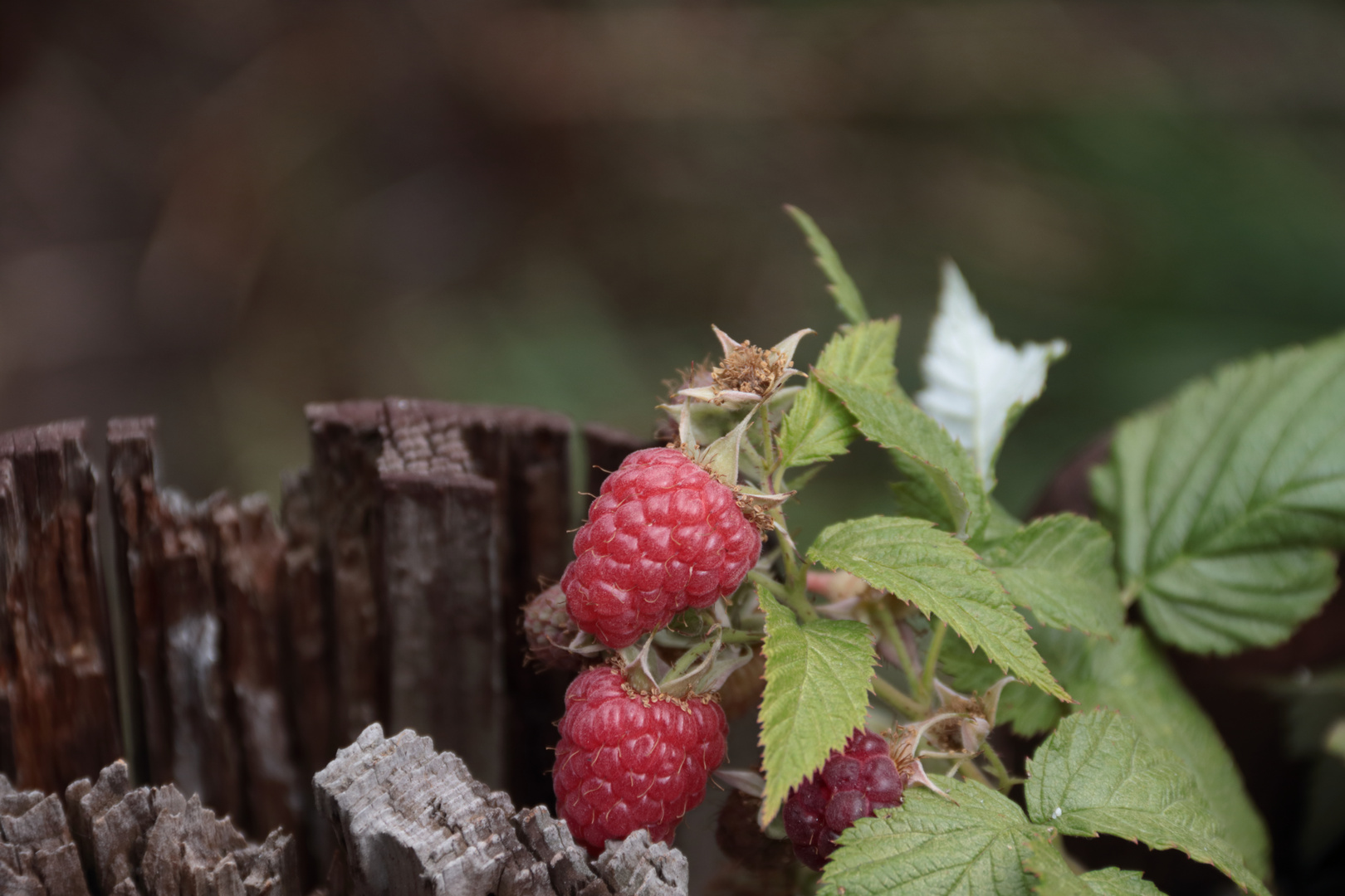 Himbeeren