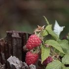 Himbeeren