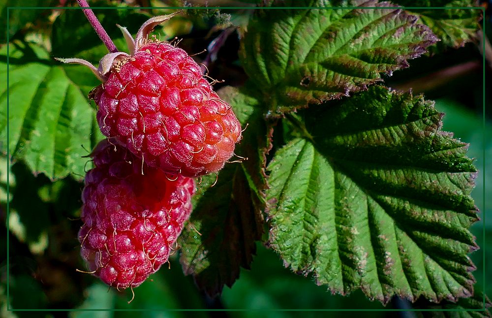  Himbeeren  