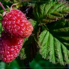  Himbeeren  