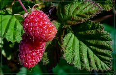  Himbeeren  