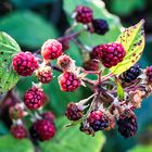 Himbeeren