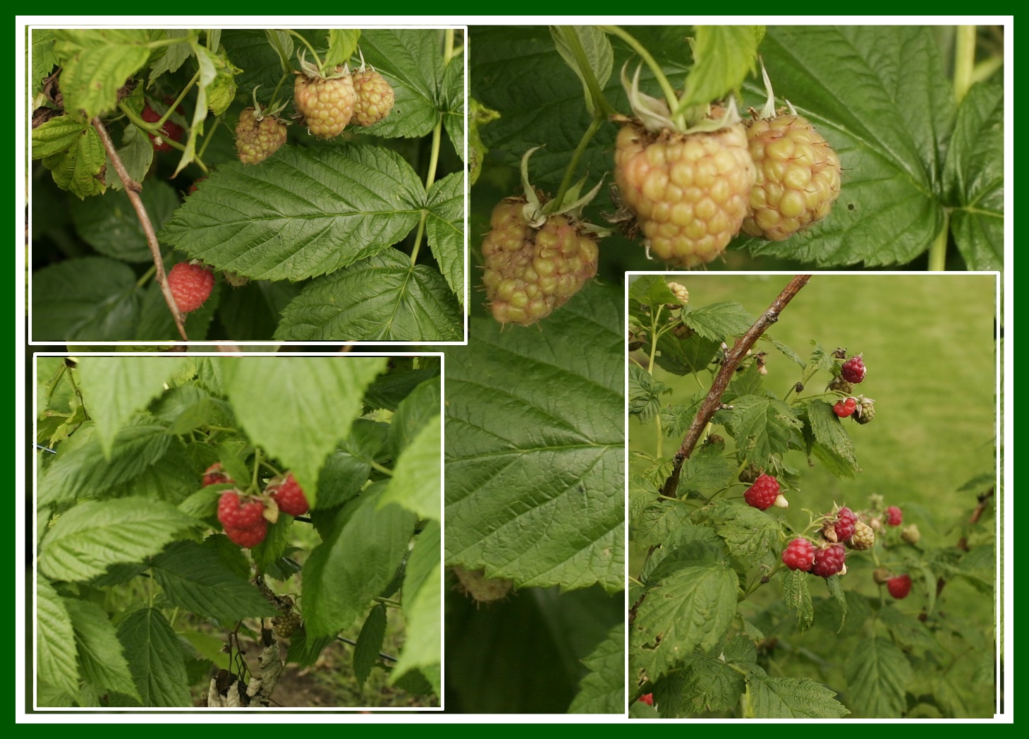 Himbeeren