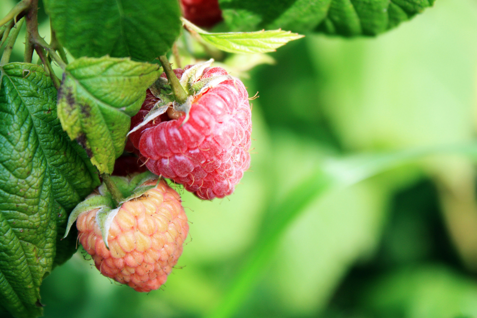 Himbeeren