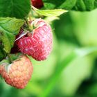 Himbeeren