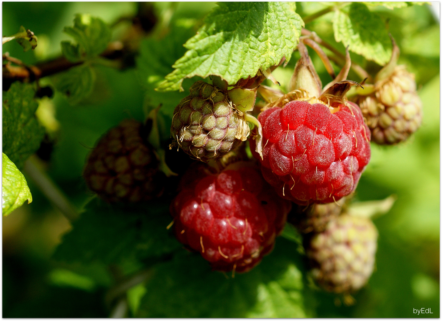 Himbeeren