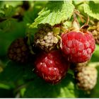 Himbeeren