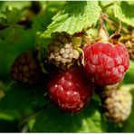 Himbeeren