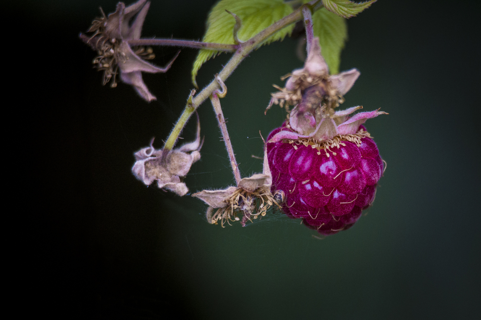 Himbeeren