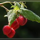 Himbeeren