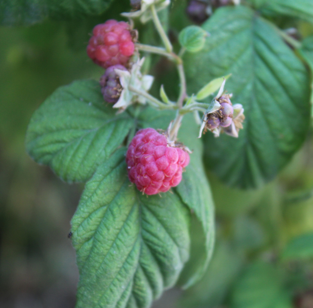 Himbeeren