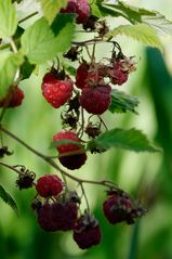 Himbeeren