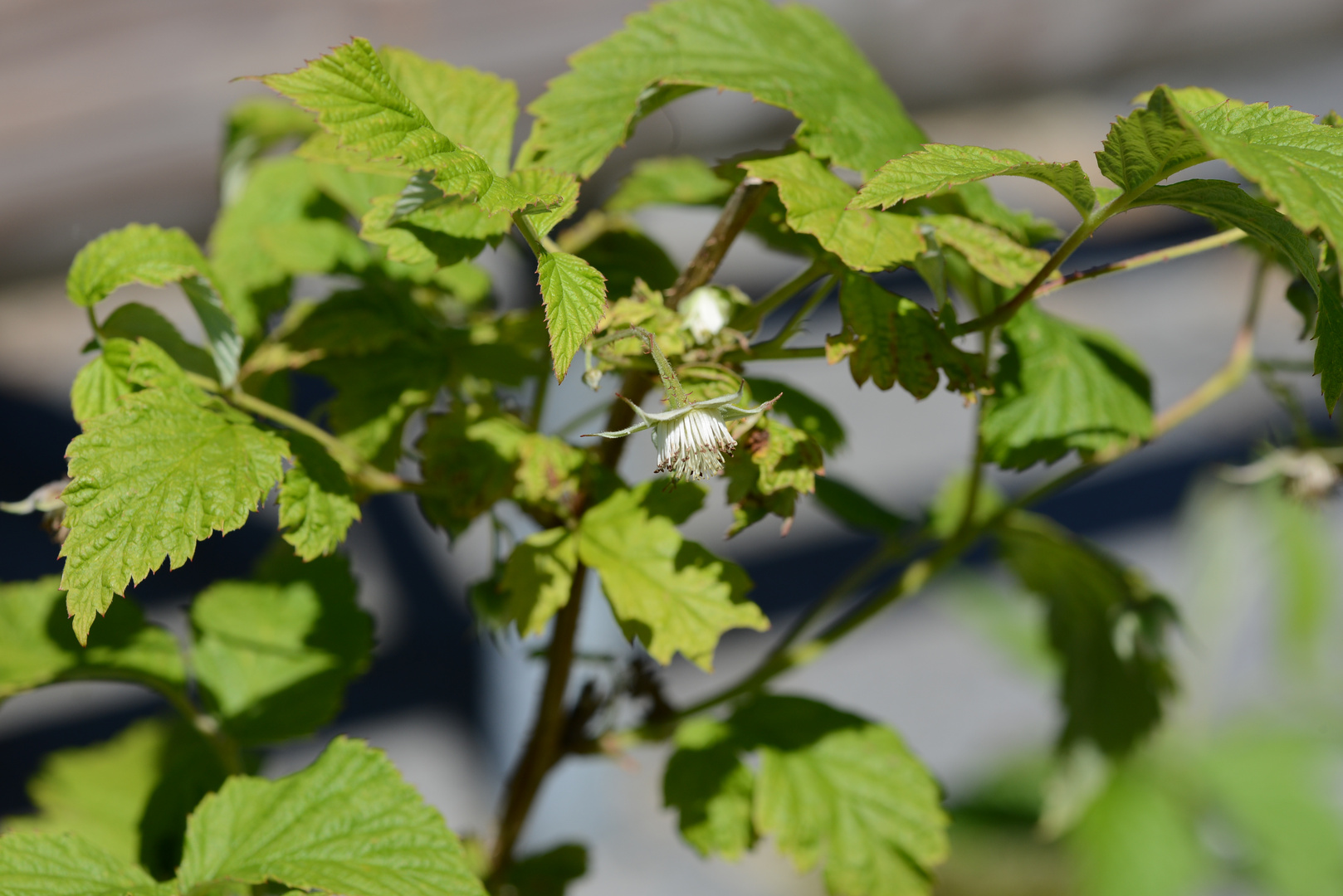 Himbeeren 