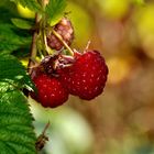 Himbeeren