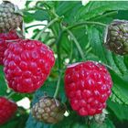 Himbeeren