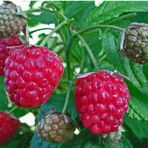 Himbeeren