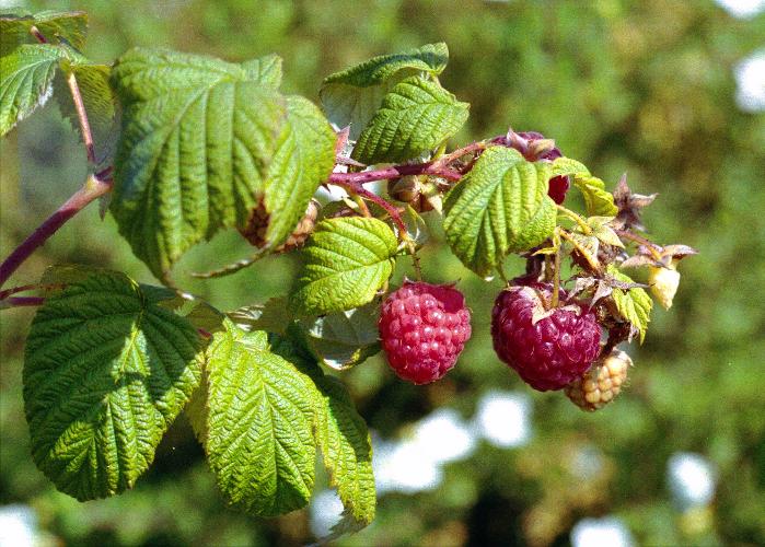 Himbeeren