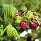 Himbeeren