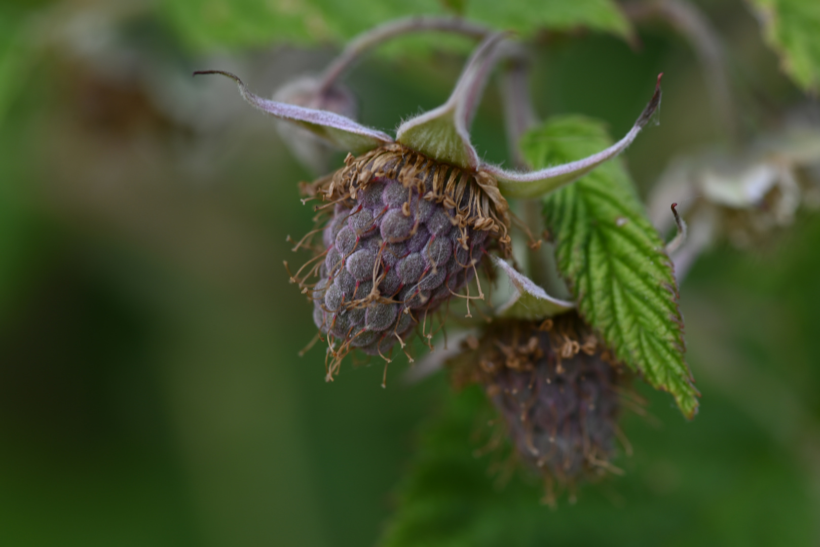 Himbeeren