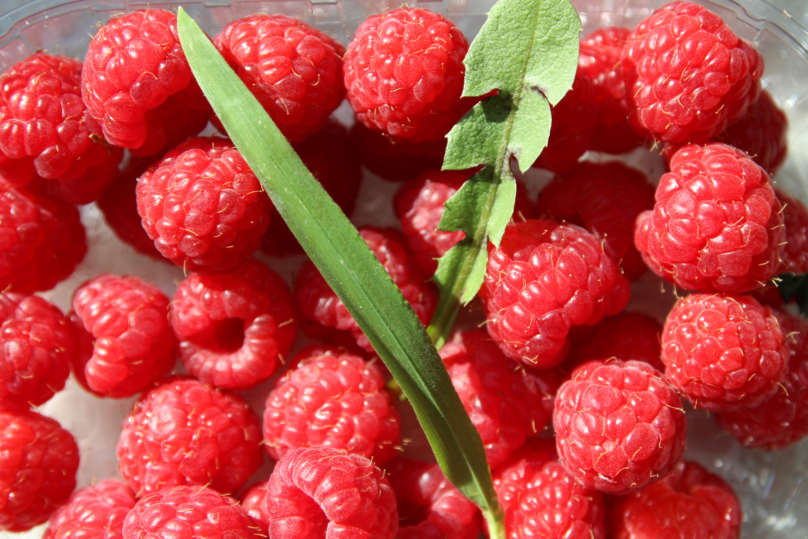 Himbeeren