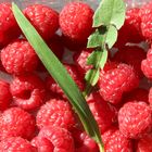 Himbeeren