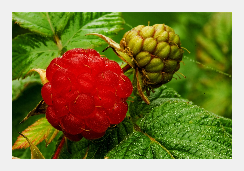 Himbeeren